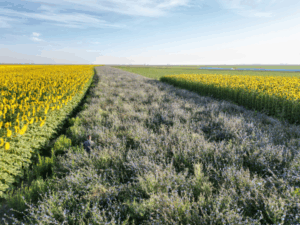 Agricultura y biodiversidad: transformando la producción a través de la conservación